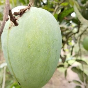 প্রিমিয়াম হিম সাগর আম ৩০ কেজি প্যাক + হোম ডেলিভারি