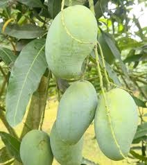 প্রিমিয়াম আম্রপালি আম-30 কেজি প্যাক + হোম ডেলিভারি